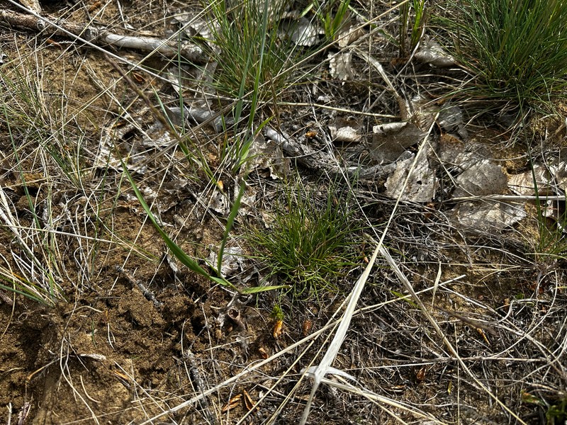 Hard Fescue