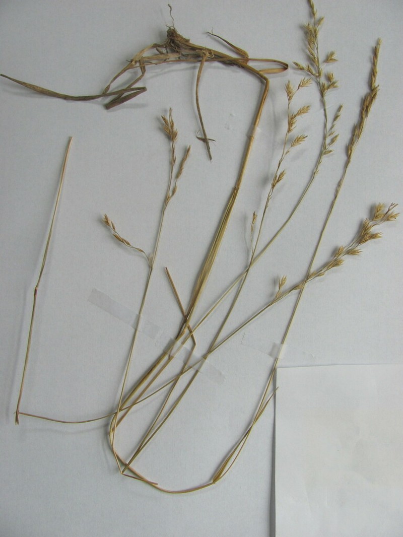 Hard Fescue photo 2