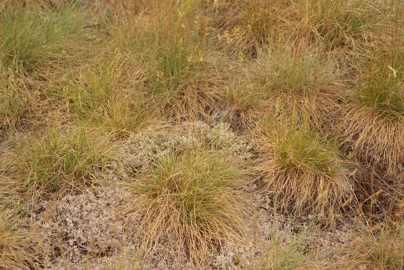 Hard Fescue photo 3