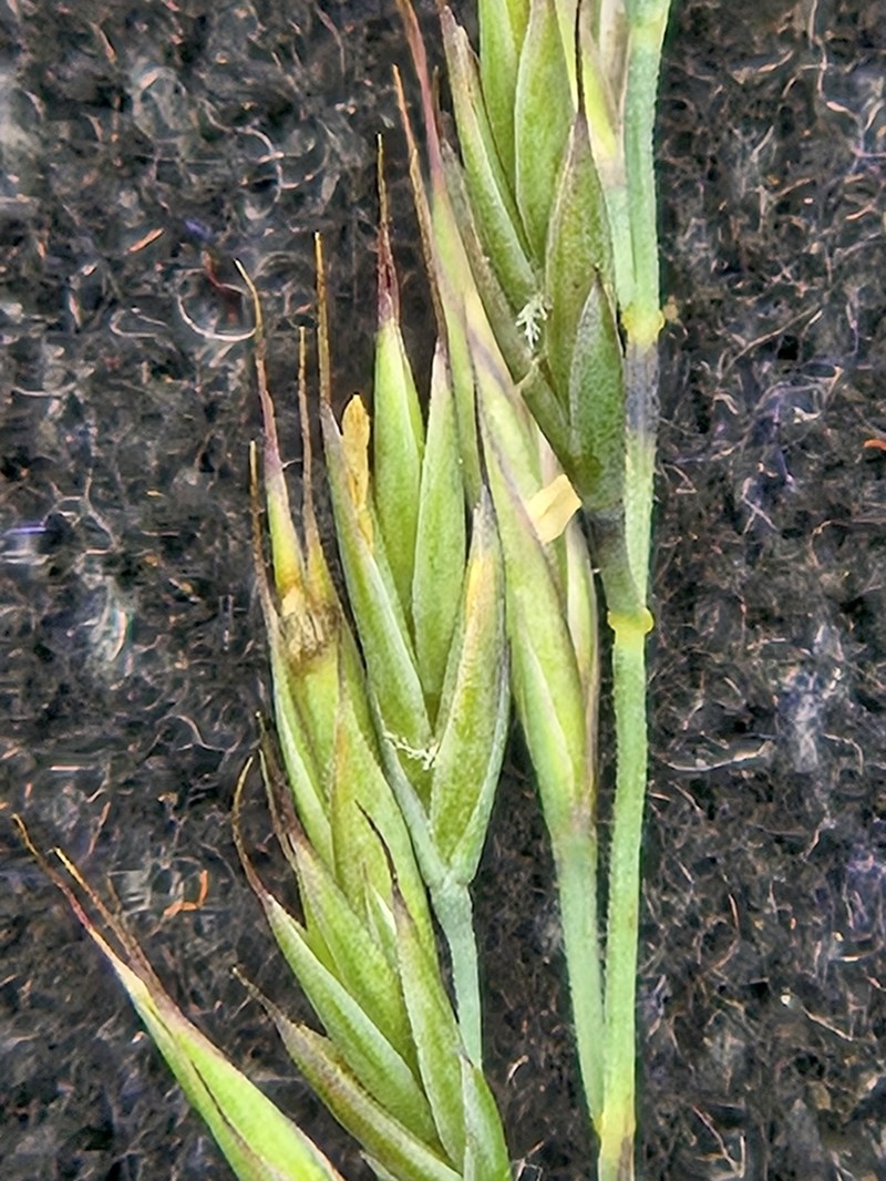 Hard Fescue photo 4