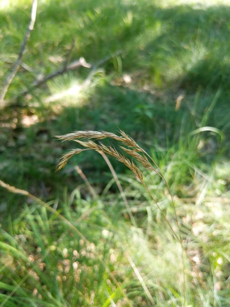 Hard Fescue photo 5