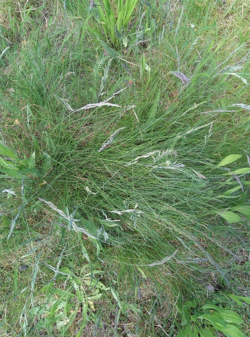 Hard Fescue photo 6