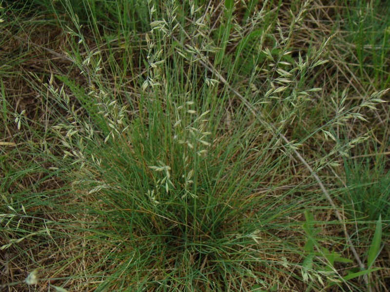 Hard Fescue photo 7