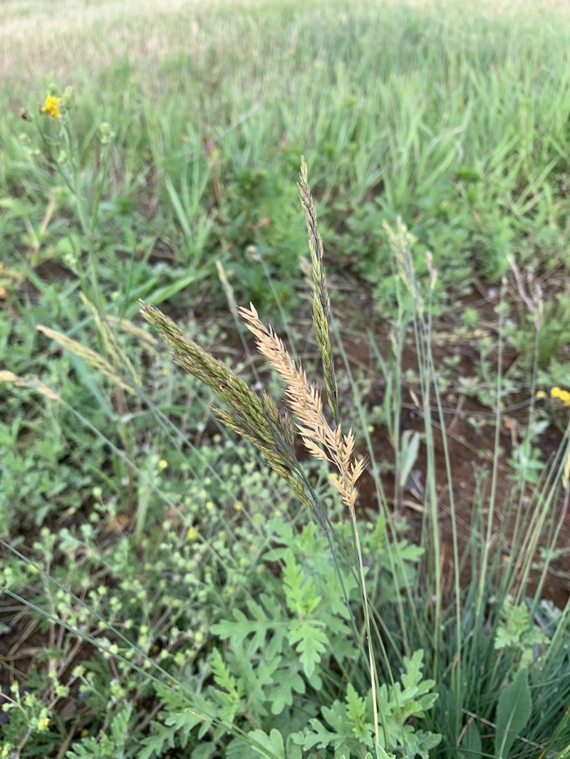 Hard Fescue photo 8