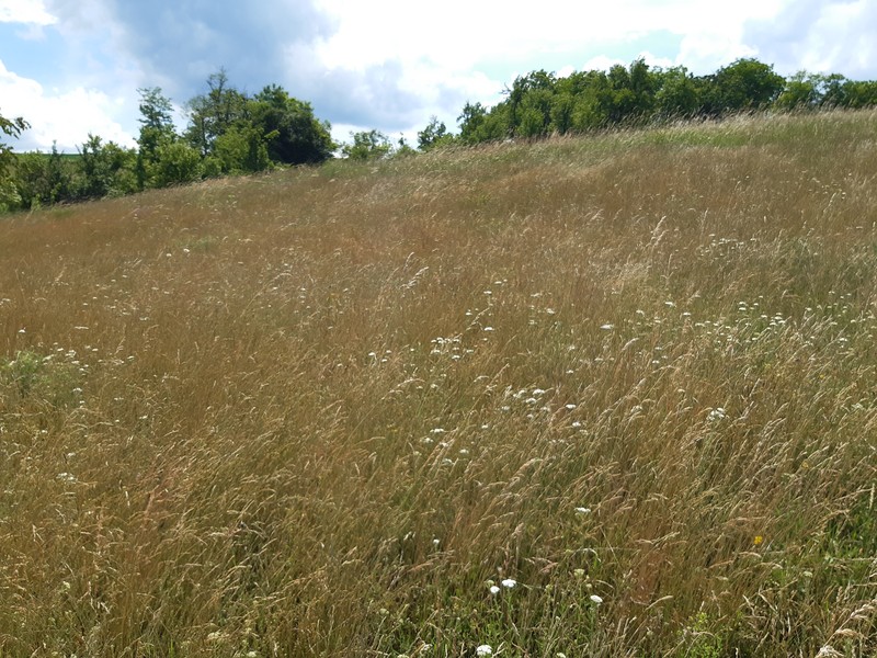 Volga Fescue photo 2