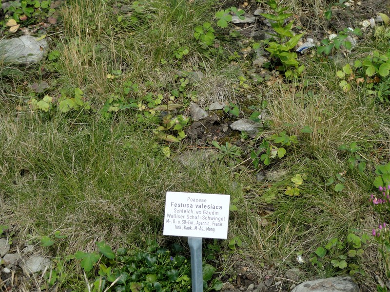 Volga Fescue photo 3