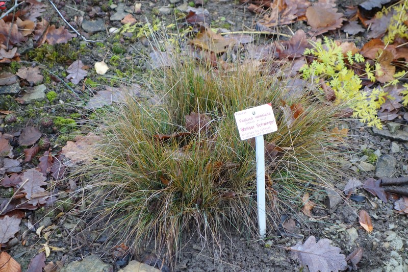 Volga Fescue photo 4