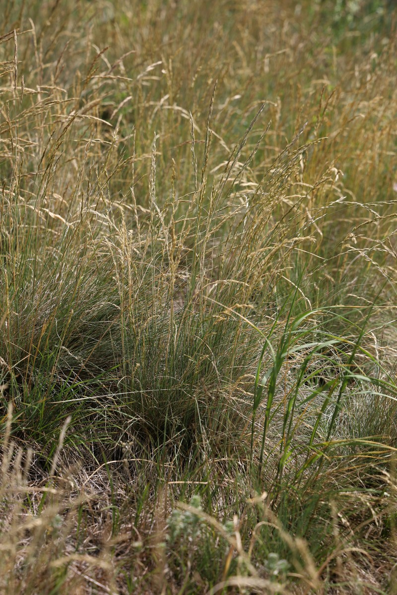 Volga Fescue photo 5