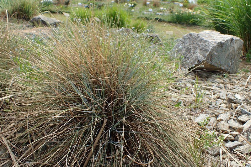 Volga Fescue photo 6