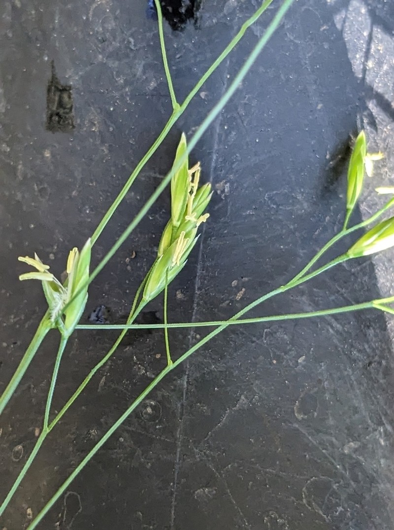 Texas Fescue