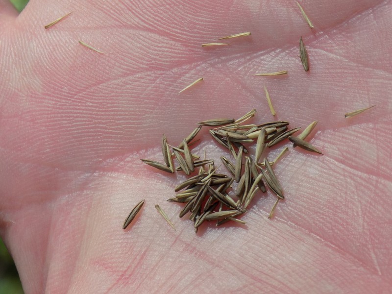 Texas Fescue photo 2