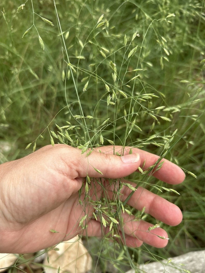 Texas Fescue photo 3