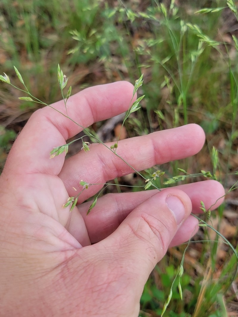Texas Fescue photo 5