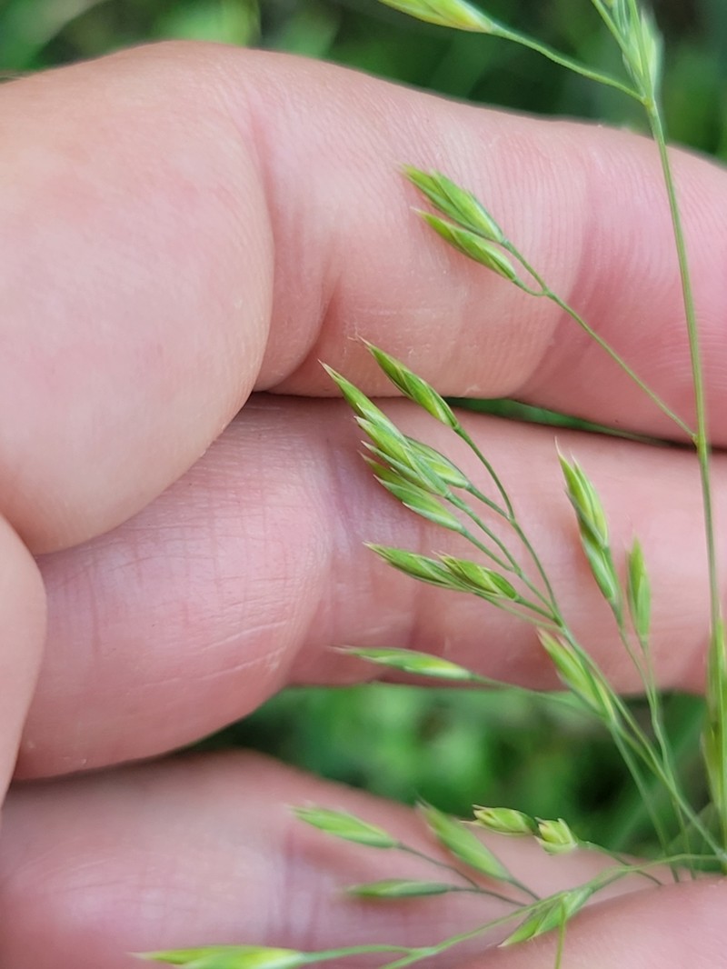 Texas Fescue photo 6