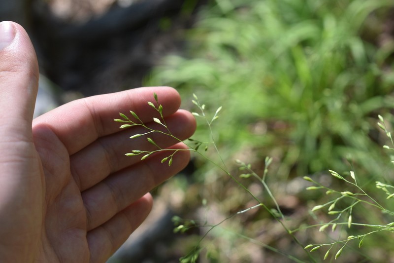 Texas Fescue photo 7
