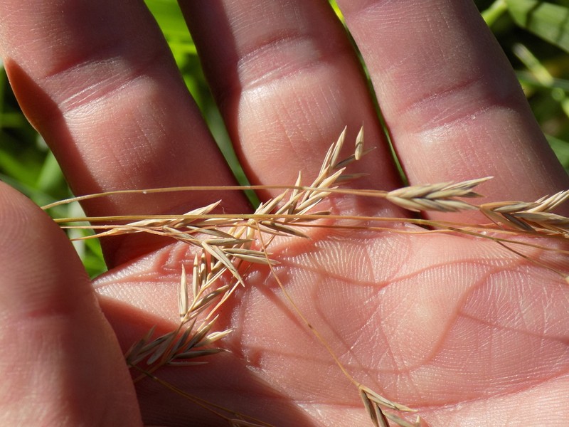 Texas Fescue photo 8