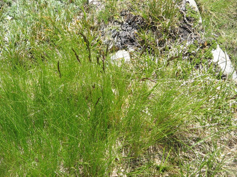 Festuca violacea
