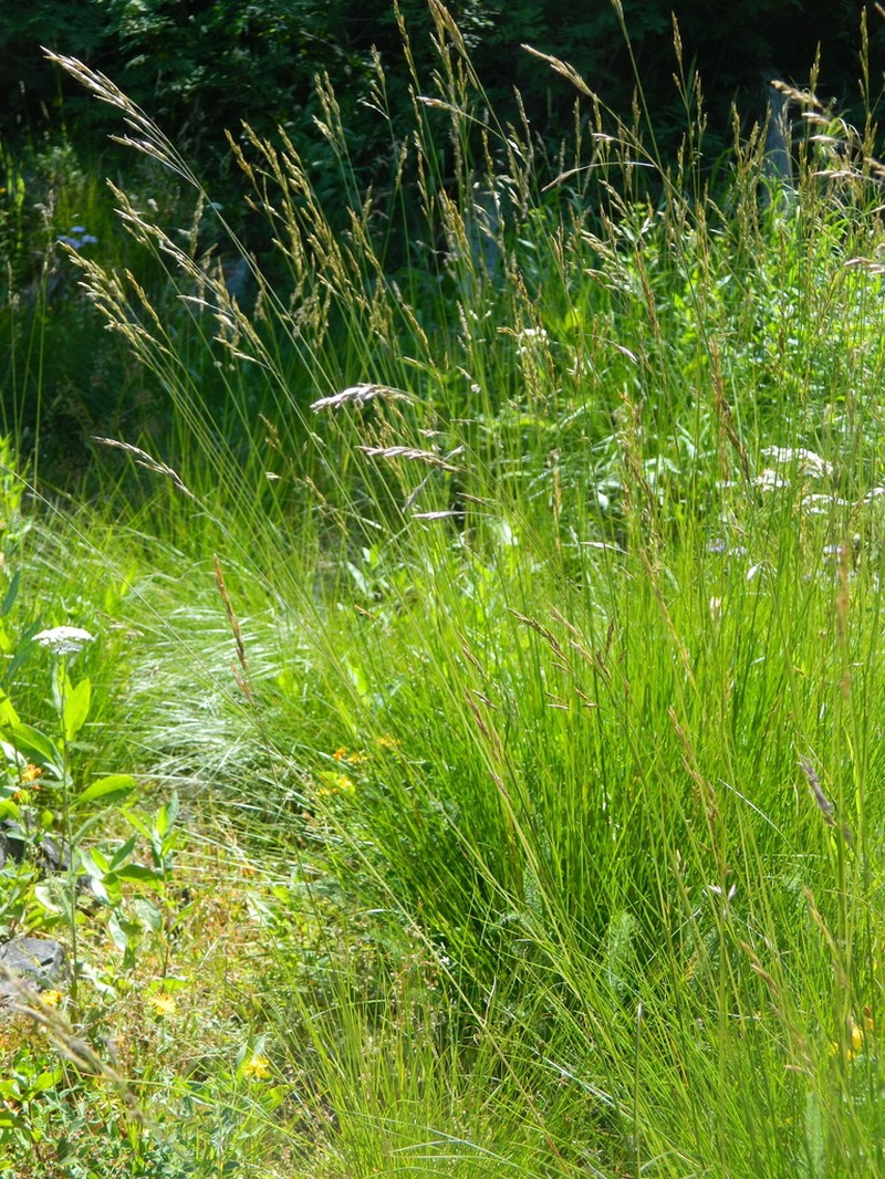 Greenleaf Fescue