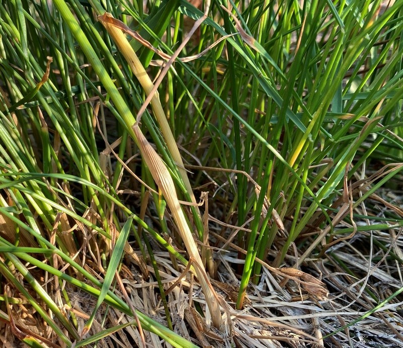 Greenleaf Fescue photo 3
