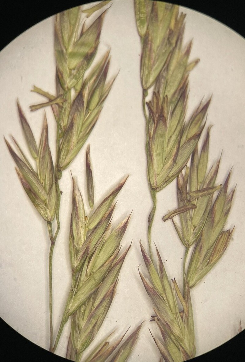 Greenleaf Fescue photo 4