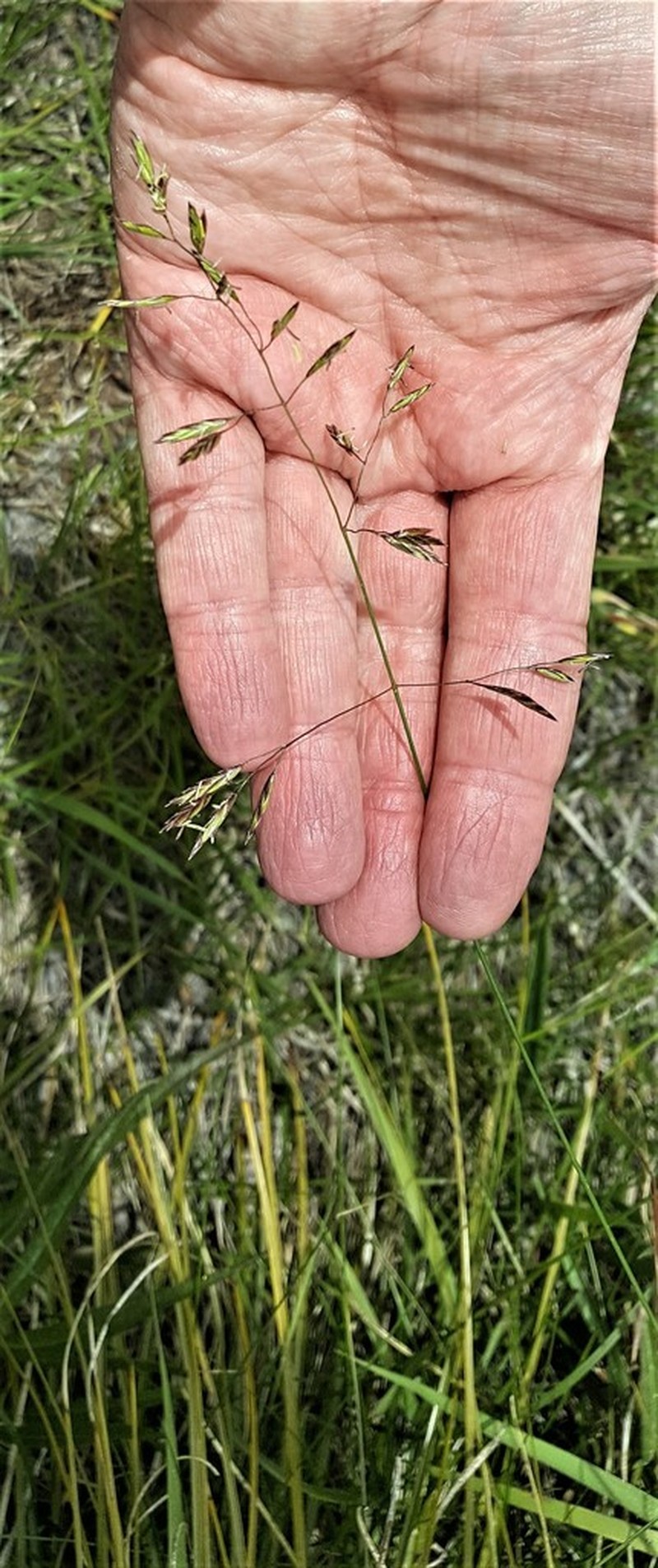 Greenleaf Fescue photo 6