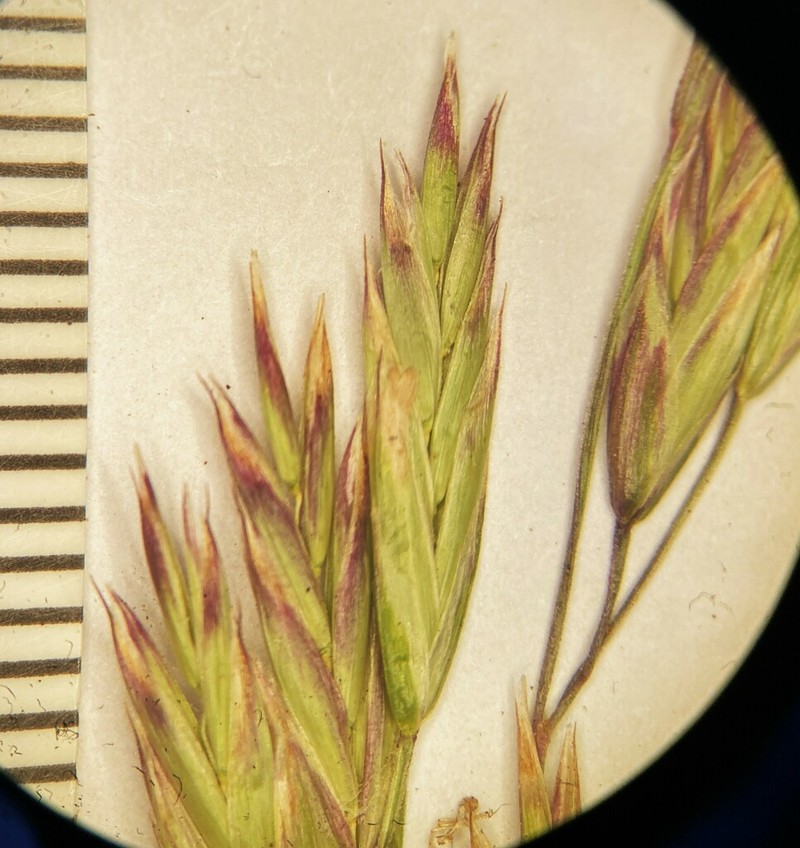 Greenleaf Fescue photo 7