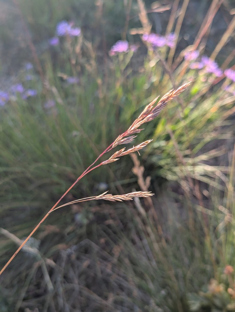 Greenleaf Fescue photo 8