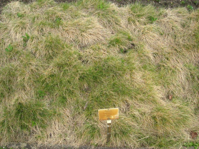 Fescue