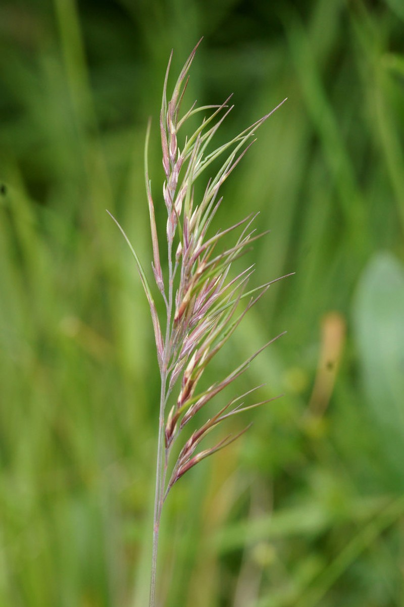 Fescue photo 3
