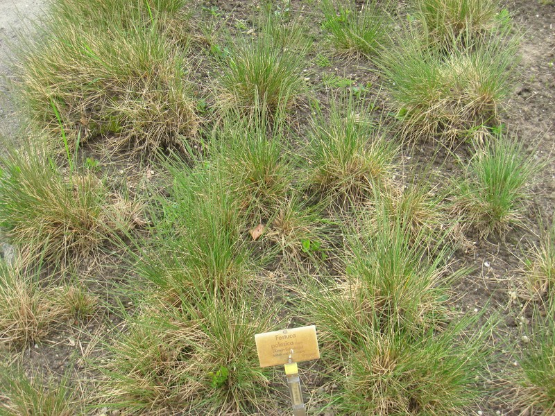 Fescue photo 5