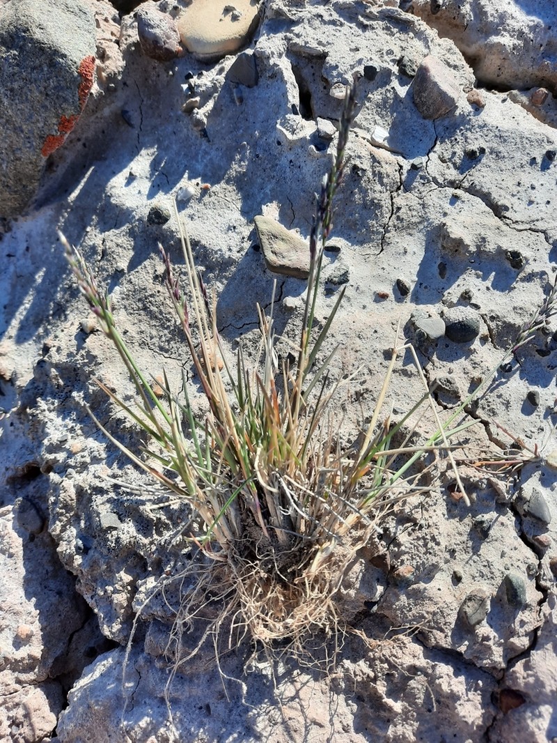 Northern Fescue