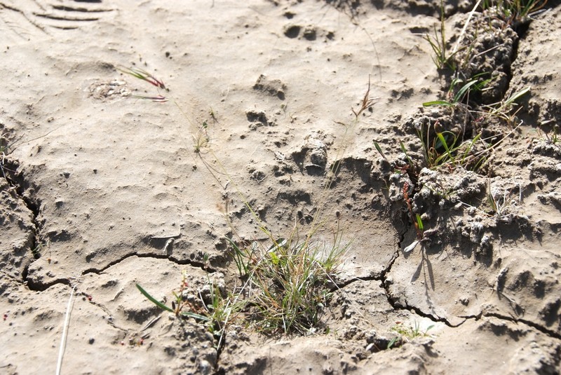 Northern Fescue photo 2