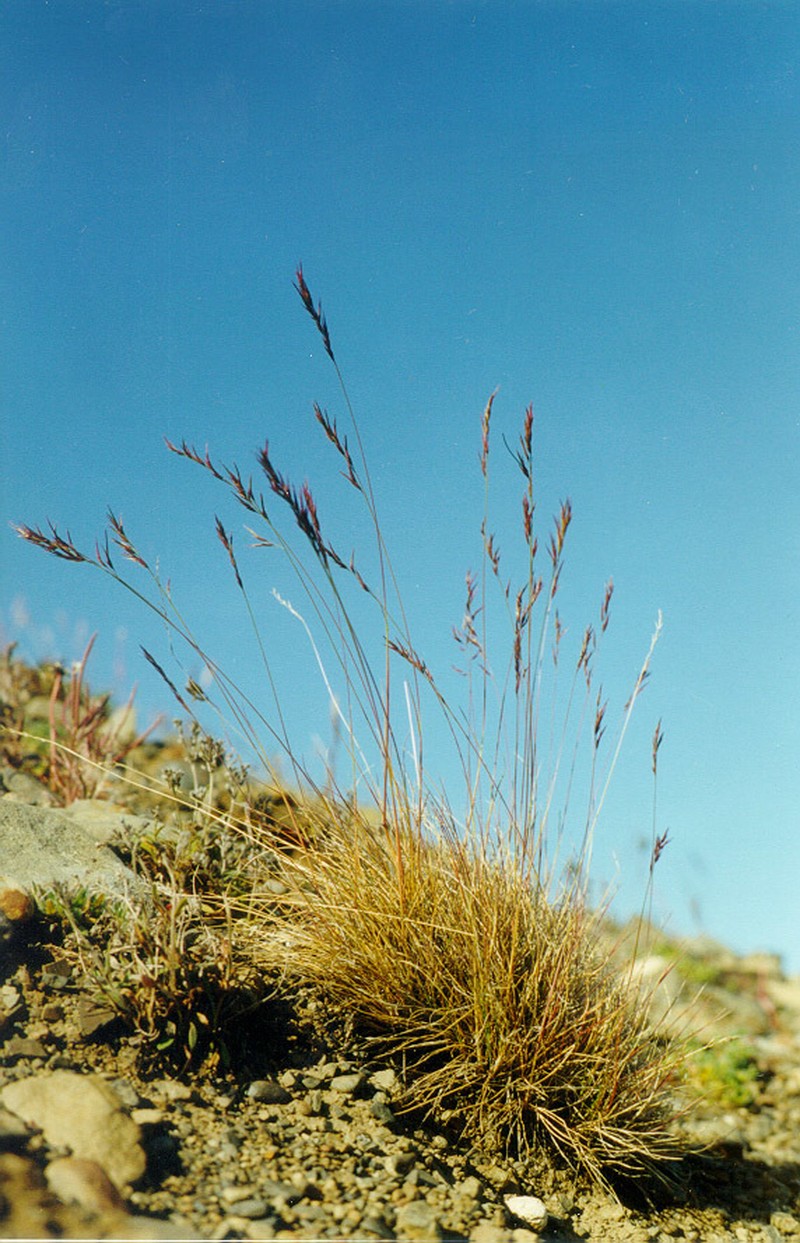Northern Fescue photo 3