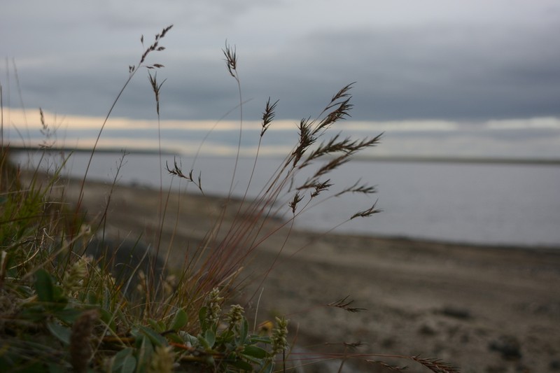 Northern Fescue photo 7