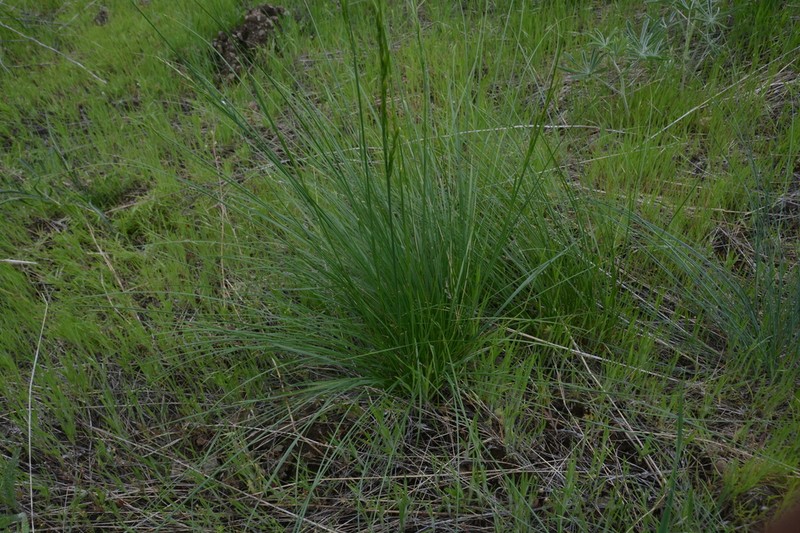 Washington Fescue