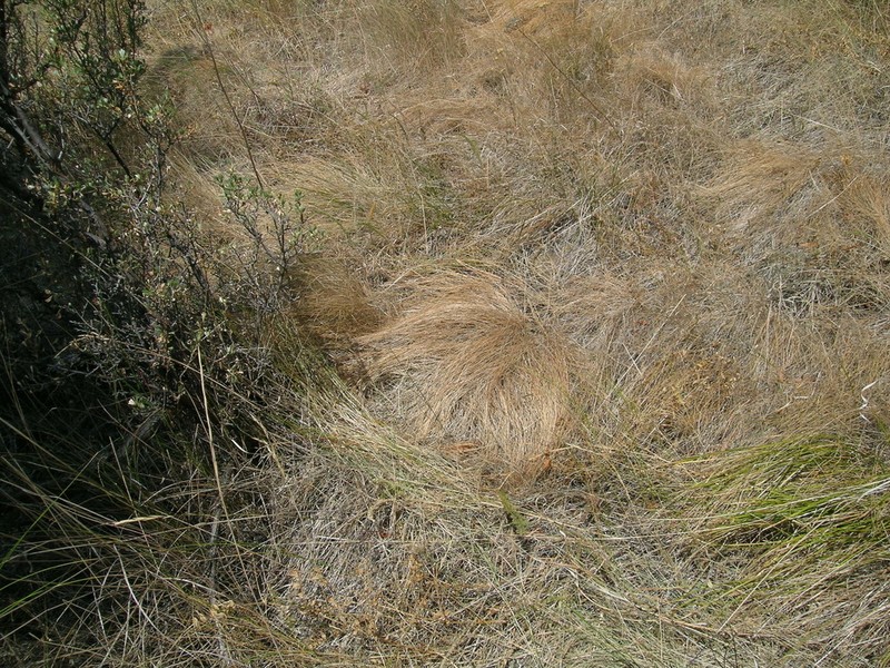 Washington Fescue photo 2