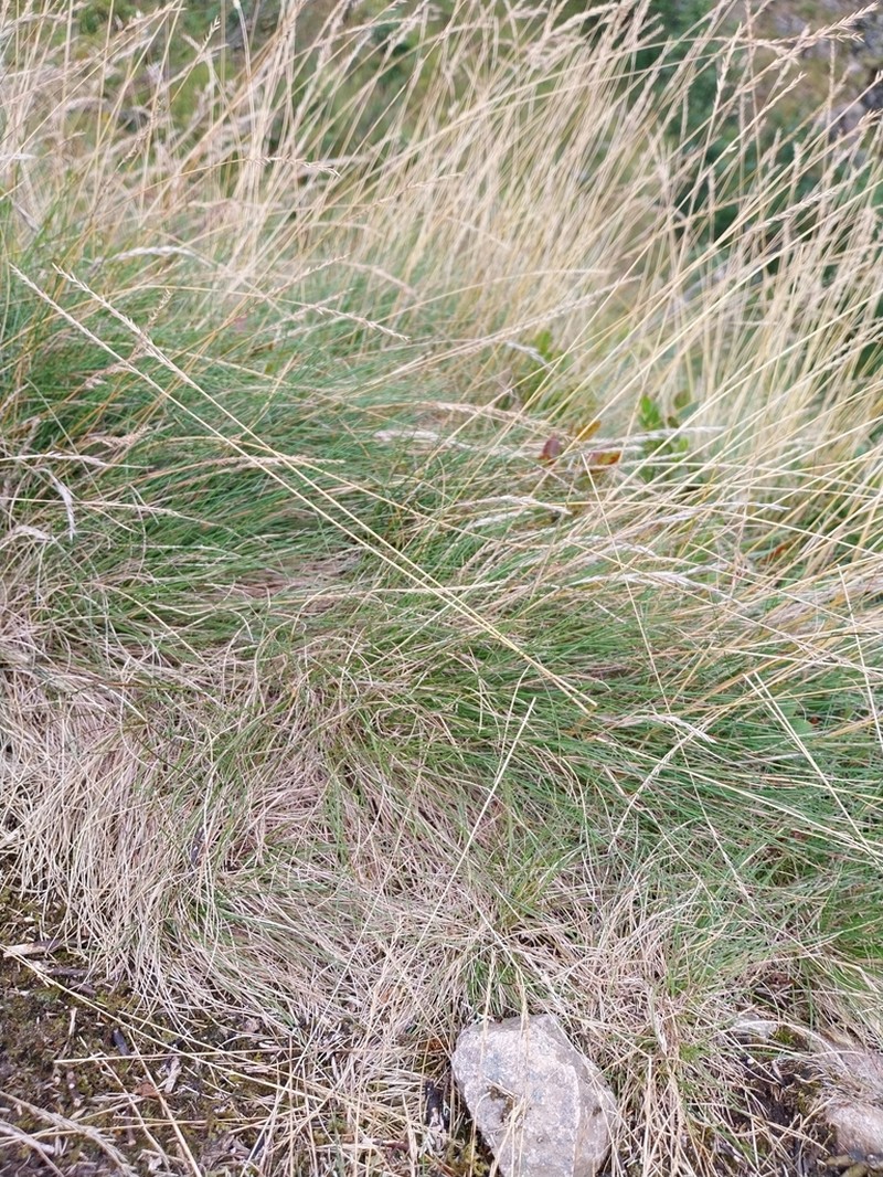 Festuca wormspeliensis