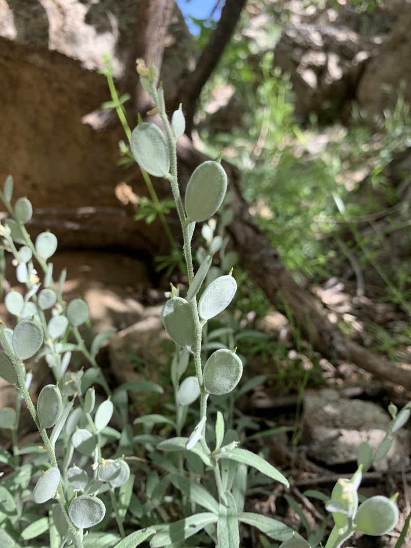 Fibigia clypeata subsp. clypeata