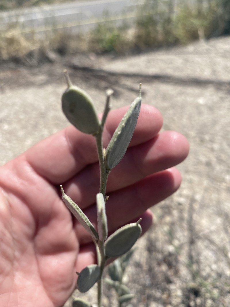 Fibigia clypeata subsp. clypeata photo 2