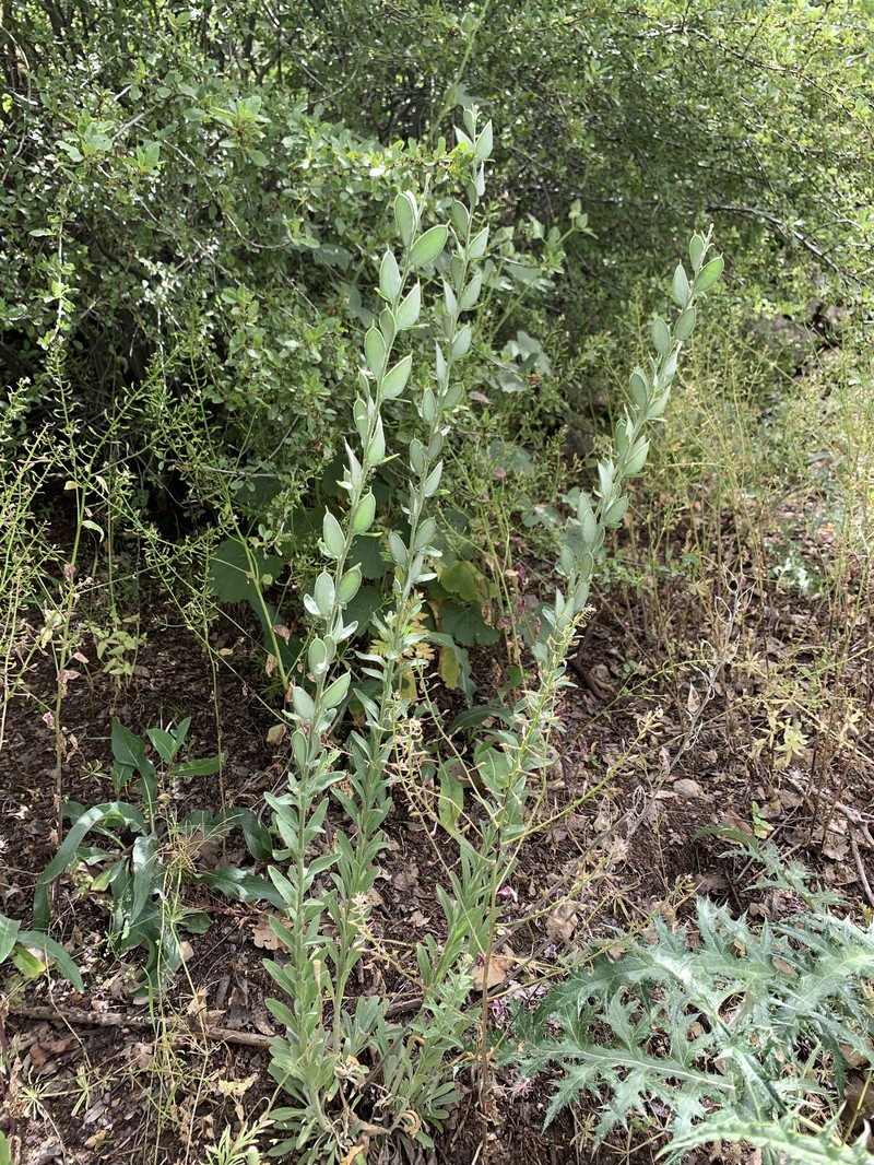 Fibigia clypeata subsp. clypeata photo 3