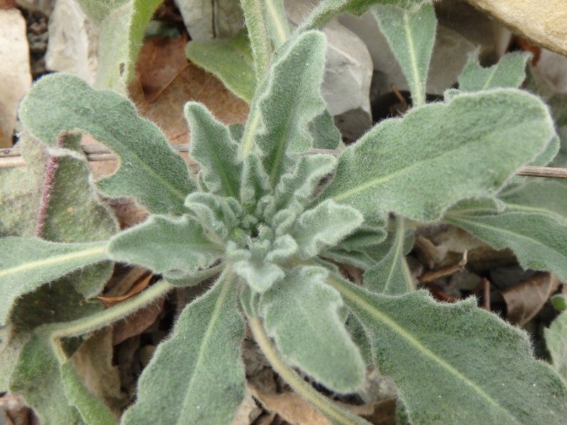 Fibigia clypeata var. eriocarpa