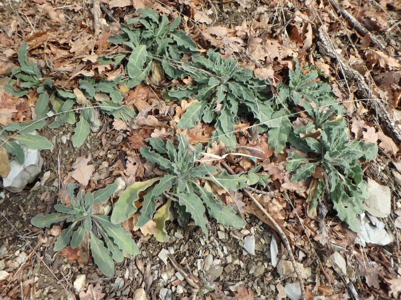 Fibigia clypeata var. eriocarpa photo 2