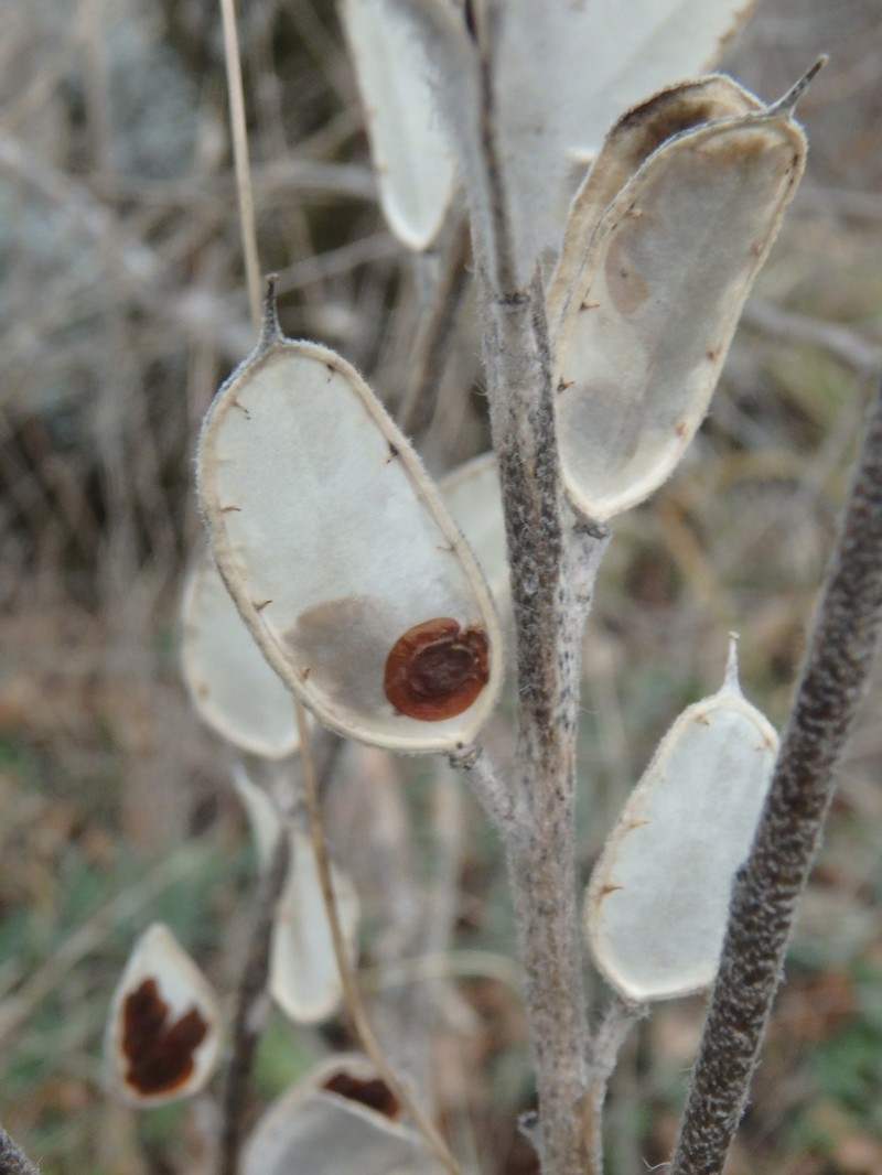 Fibigia clypeata var. eriocarpa photo 3