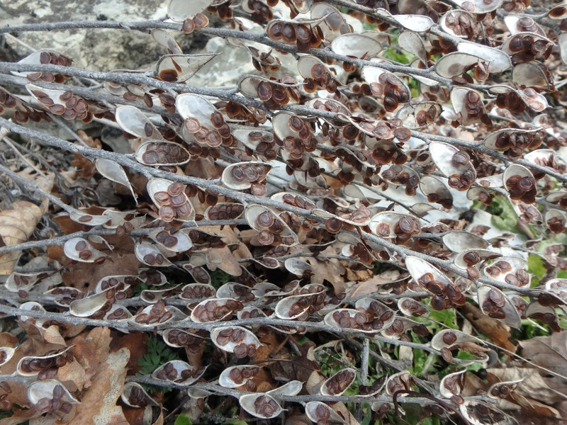 Fibigia clypeata var. eriocarpa photo 4