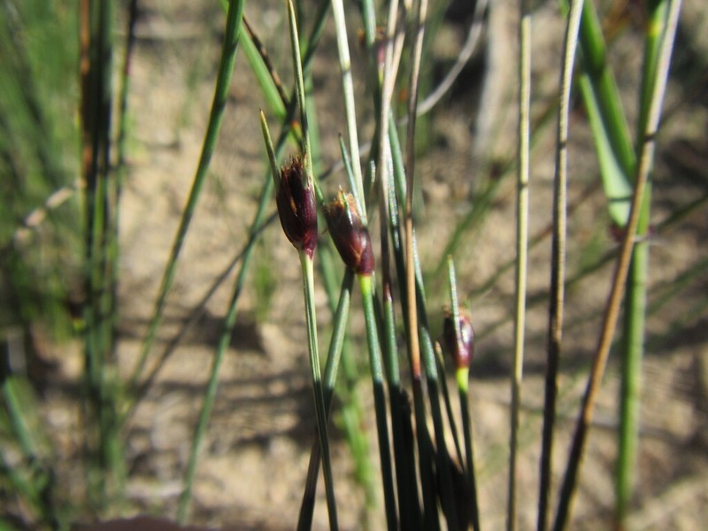 Ficinia bolusiana
