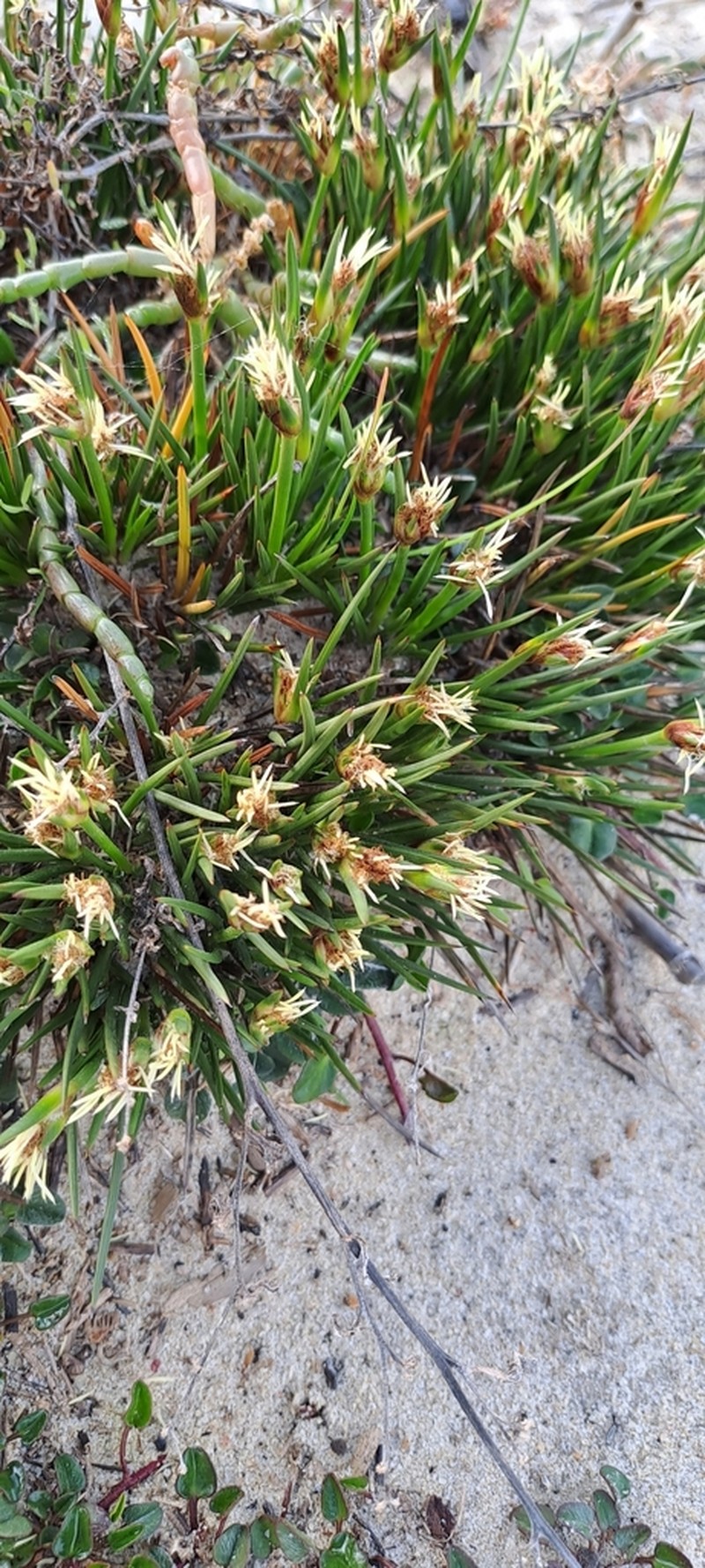 Ficinia echinata