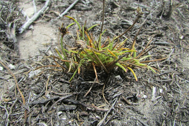 Ficinia echinata photo 2