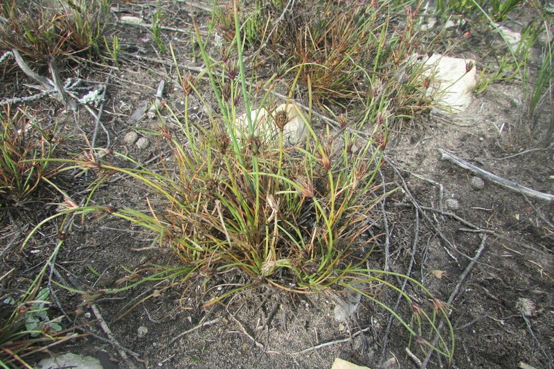 Ficinia echinata photo 3