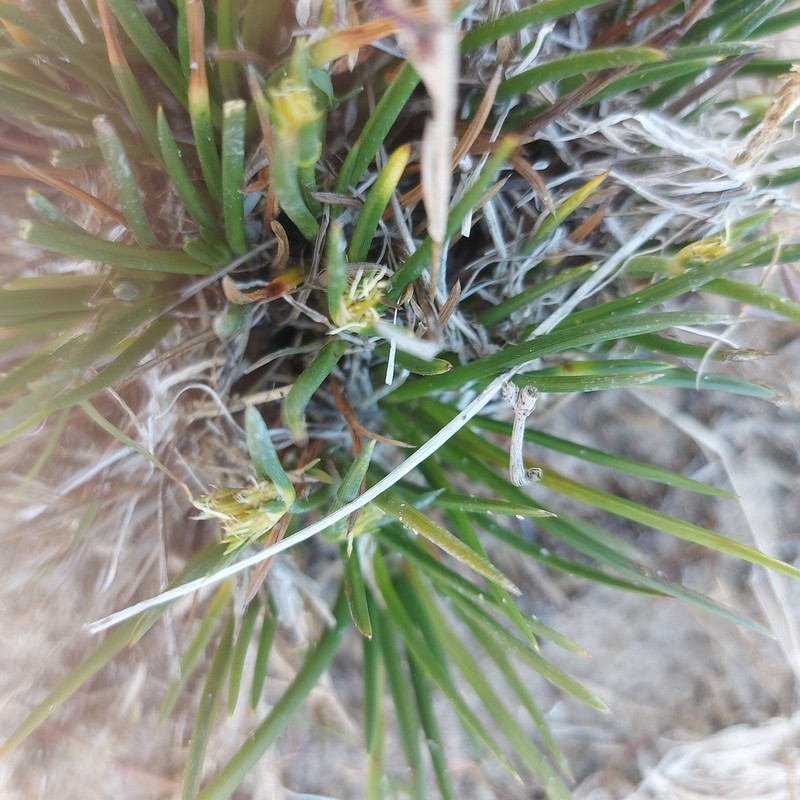 Ficinia echinata photo 5