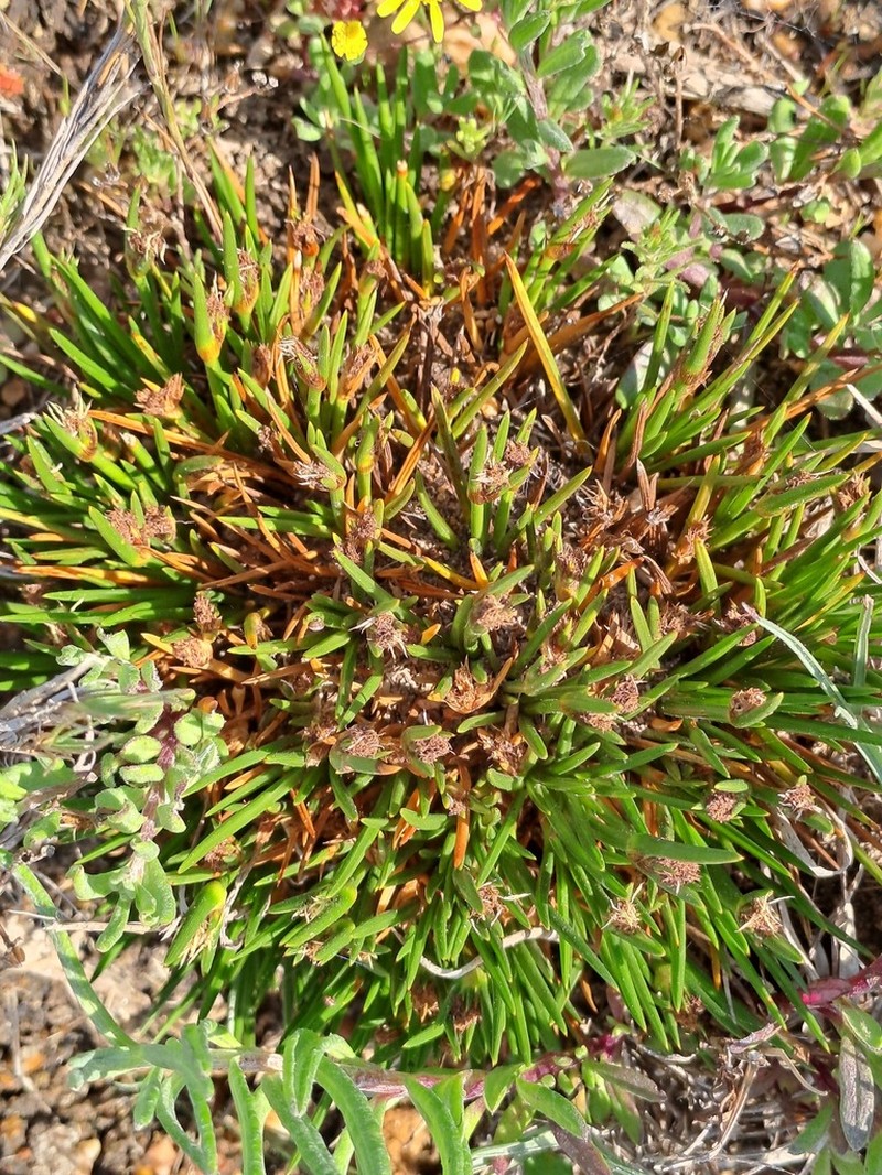 Ficinia echinata photo 8